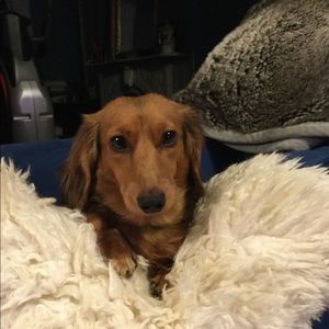 Meet your Posher, Eva